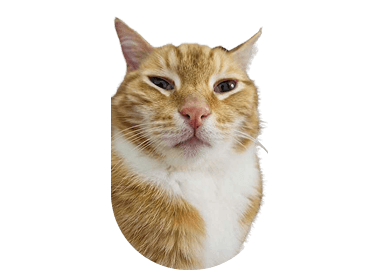 Dahuang the cat