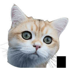 Milo the cat